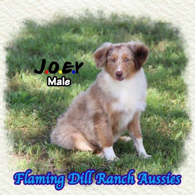 Joey 35