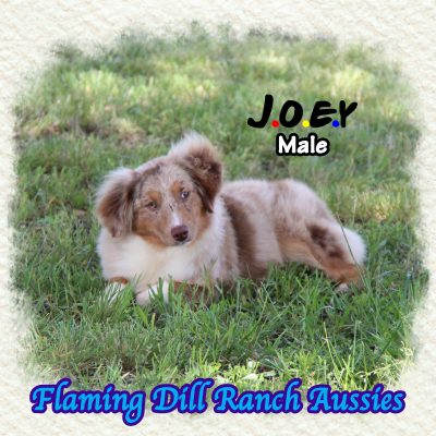 Joey 36