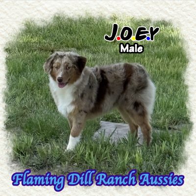 Joey 37