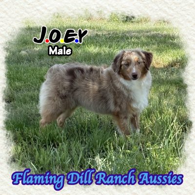 Joey 38