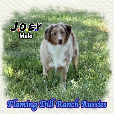 Joey 39
