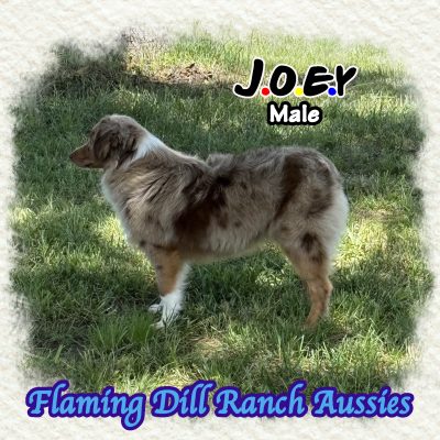 Joey 40