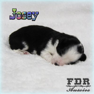 Josey 3