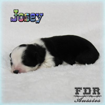 Josey 4