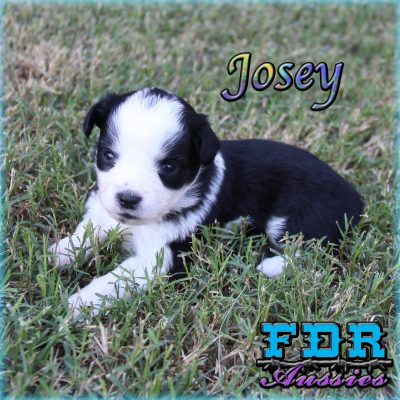Josey 7