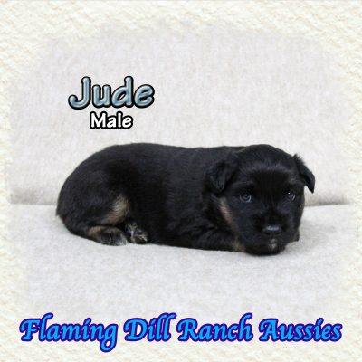 Jude 1