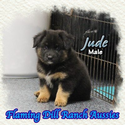 Jude 11