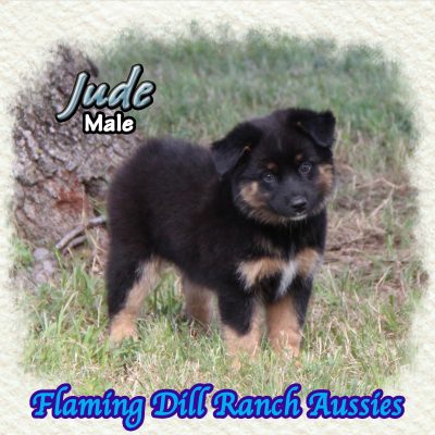 Jude 13