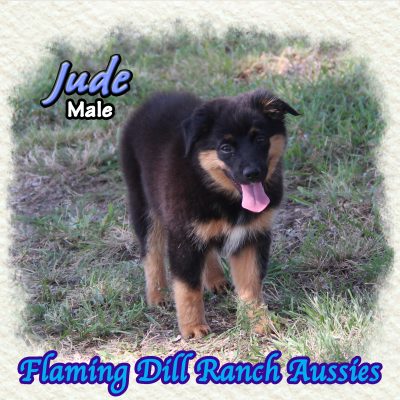 Jude 17