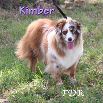 Kimber 1