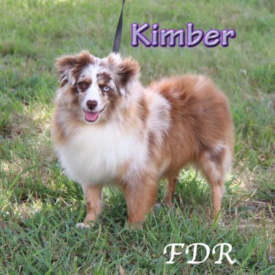Kimber 2
