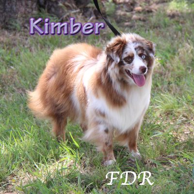 Kimber 3