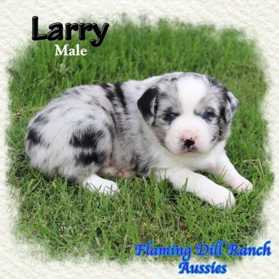Larry 1