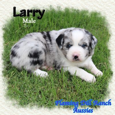Larry 3