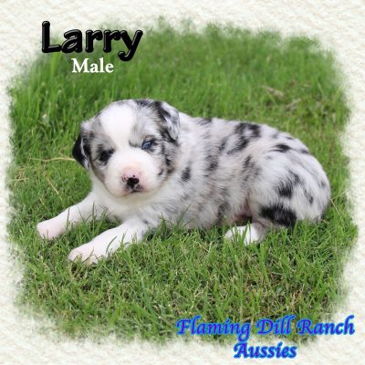Larry 4