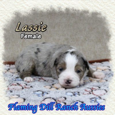 Lassie 1