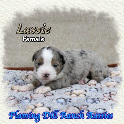 Lassie 2