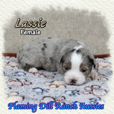 Lassie 3