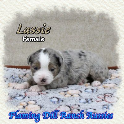 Lassie 4