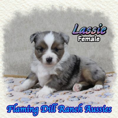 Lassie 5