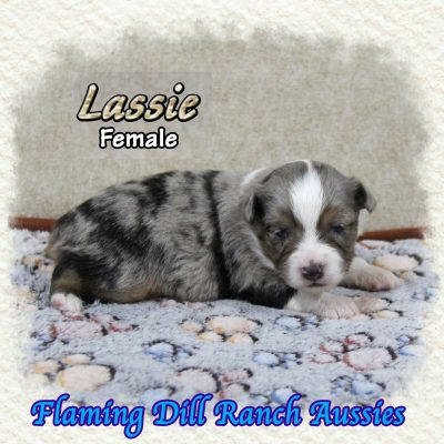 Lassie 5