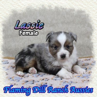 Lassie 6