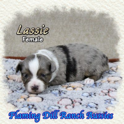 Lassie 6