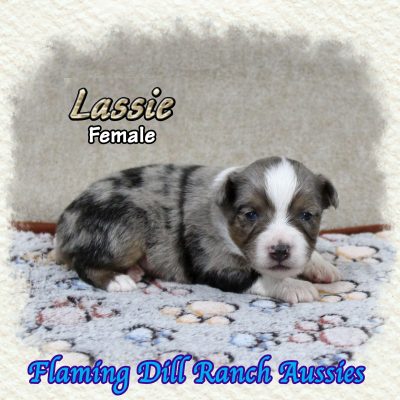 Lassie 7