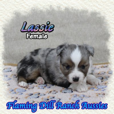 Lassie 8