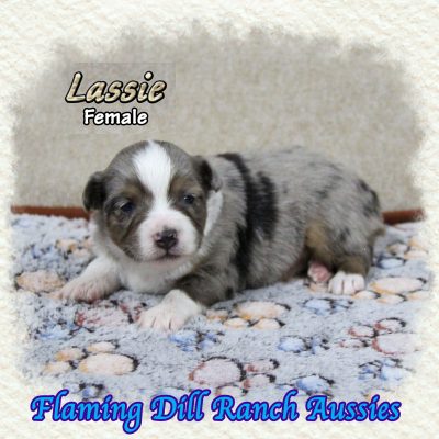 Lassie 8