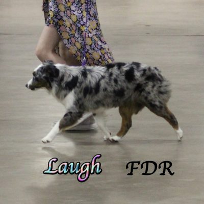 Laugh 3