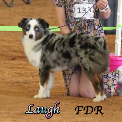 Laugh 7