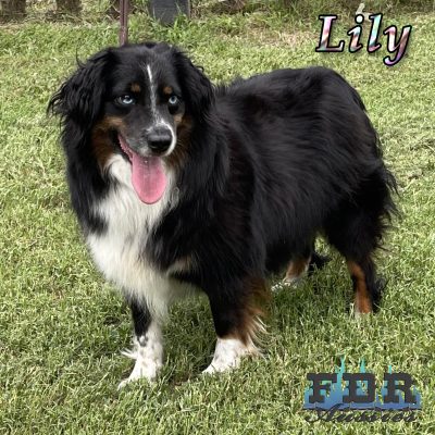 Lily 2
