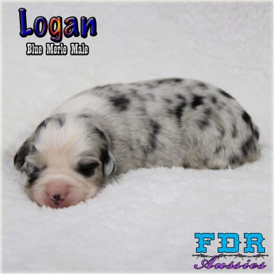 Logan 2