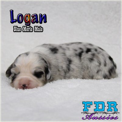 Logan 4