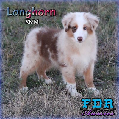 Longhorn 29