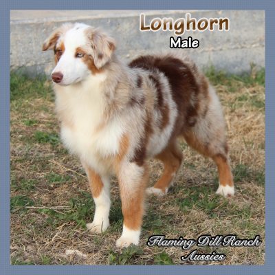 Longhorn 41