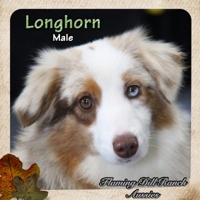 Longhorn 47