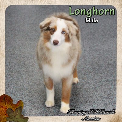 Longhorn 48