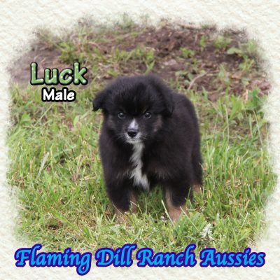 Luck 12