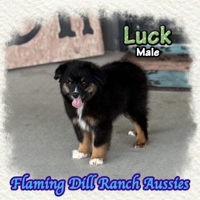 Luck 13