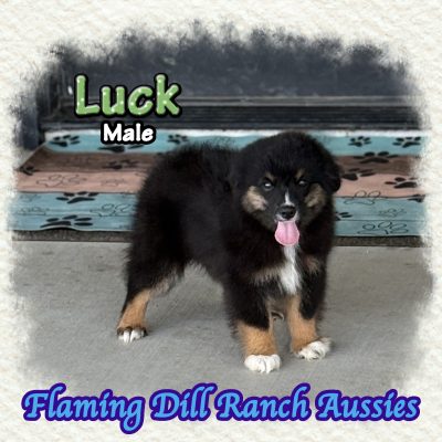 Luck 14