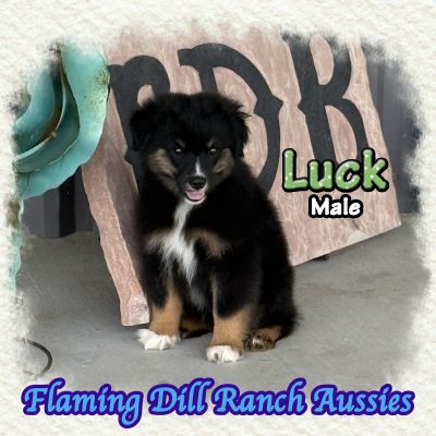 Luck 15