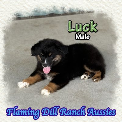 Luck 16