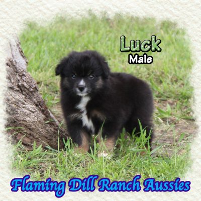 Luck 9