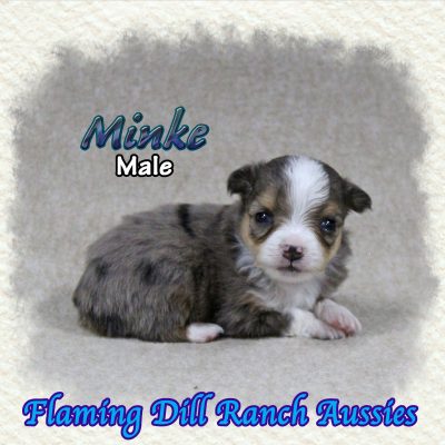 Minke 1