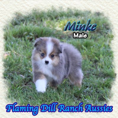 Minke 12