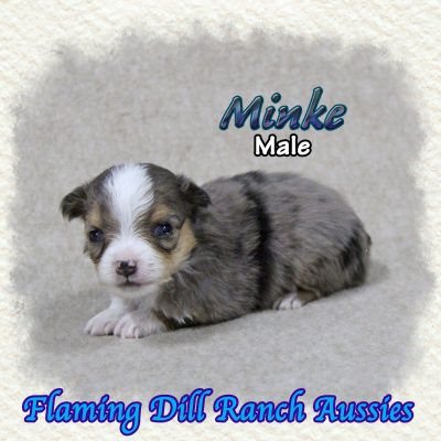 Minke 2