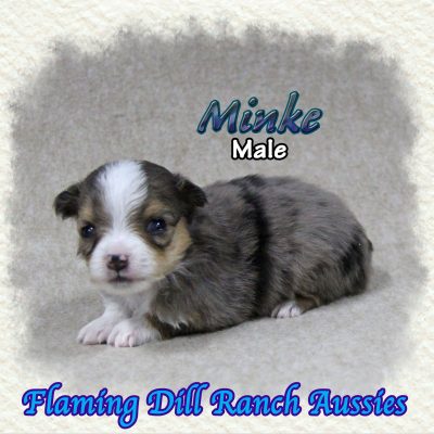 Minke 4