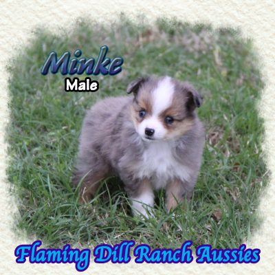 Minke 5